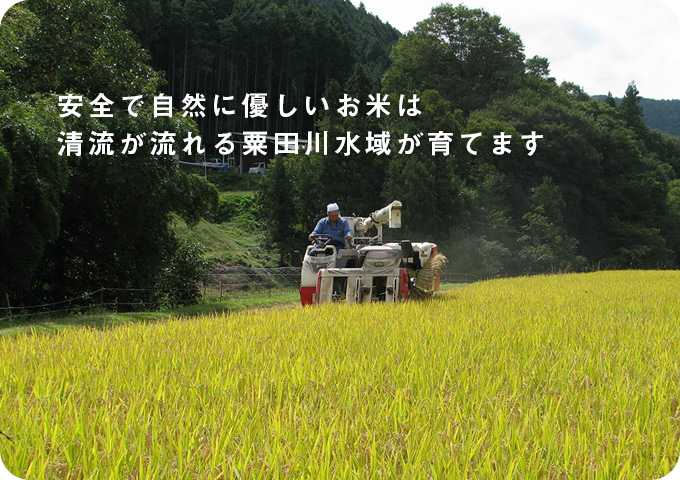 あいがも米の収穫風景