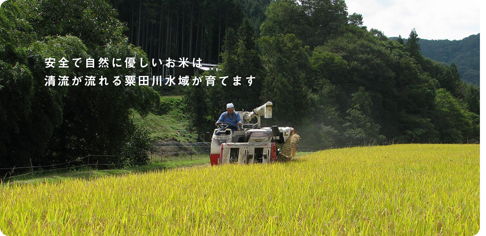 あいがも米の収穫風景
